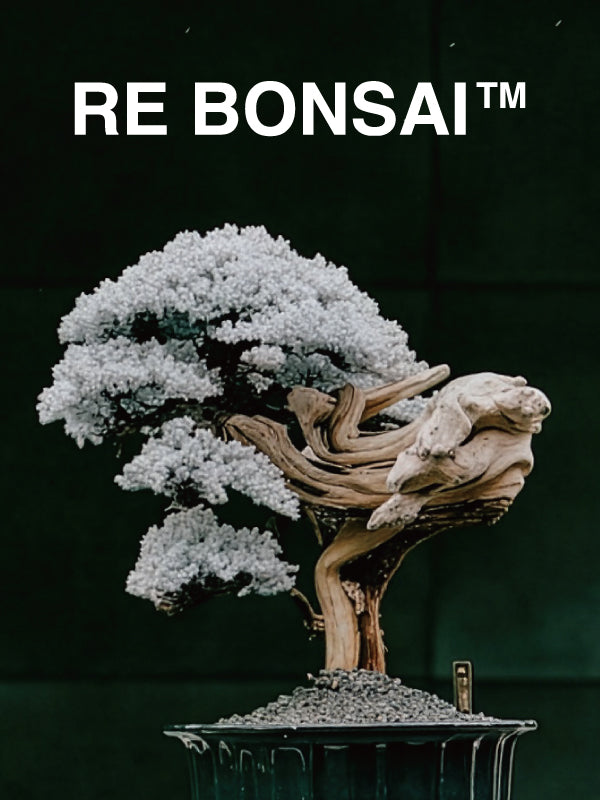 RE BONSAI™ HASSINアートスペースにて展示・販売